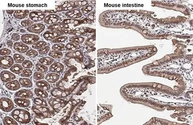 Anti-GPR30 antibody [C2C3], C-term used in IHC (Paraffin sections) (IHC-P). GTX107748