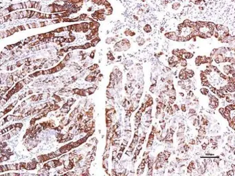 Anti-GPR30 antibody [C2C3], C-term used in IHC (Paraffin sections) (IHC-P). GTX107748