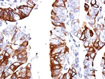 Anti-GPR30 antibody [C2C3], C-term used in IHC (Paraffin sections) (IHC-P). GTX107748