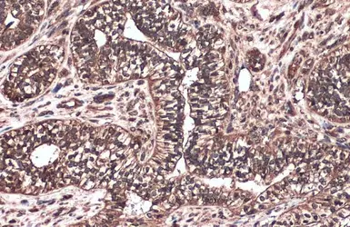 Anti-Raf1 antibody [N3C3] used in IHC (Paraffin sections) (IHC-P). GTX107763