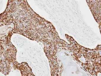 Anti-CKMT2 antibody [N3C3] used in IHC (Paraffin sections) (IHC-P). GTX107874