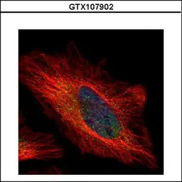 Anti-PSKH1 antibody used in Immunocytochemistry/ Immunofluorescence (ICC/IF). GTX107902