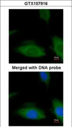 Anti-CSK antibody used in Immunocytochemistry/ Immunofluorescence (ICC/IF). GTX107916