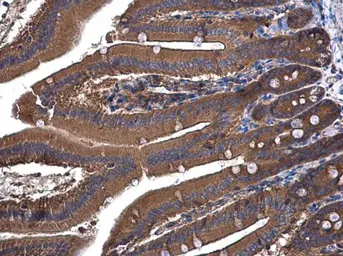 Anti-UGP2 antibody [N3C3-2] used in IHC (Paraffin sections) (IHC-P). GTX107967