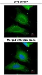 Anti-UGP2 antibody [N3C3-2] used in Immunocytochemistry/ Immunofluorescence (ICC/IF). GTX107967