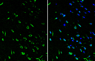 Anti-ROR beta antibody used in IHC (Frozen sections) (IHC-Fr). GTX108148