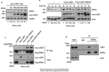 Anti-ERR alpha antibody [N1], N-term used in Western Blot and Immunoprecipitation (WB IP). GTX108166