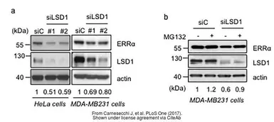 Anti-ERR alpha antibody [N1], N-term used in Western Blot (WB). GTX108166