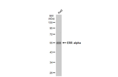 Anti-ERR alpha antibody [N1], N-term used in Western Blot (WB). GTX108166