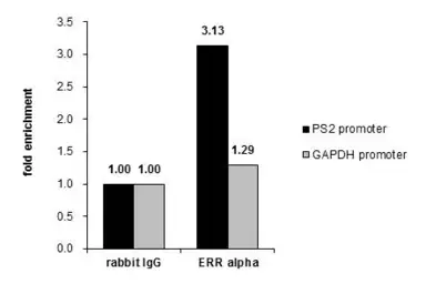 Anti-ERR alpha antibody [N1], N-term used in ChIP assay (ChIP assay). GTX108166