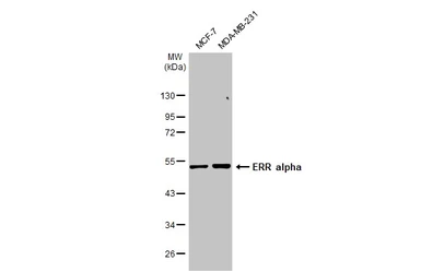 Anti-ERR alpha antibody [N1], N-term used in Western Blot (WB). GTX108166