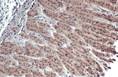 Anti-ERR alpha antibody [N1], N-term used in IHC (Paraffin sections) (IHC-P). GTX108166