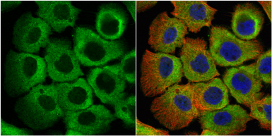 Anti-eRF1 antibody used in Immunocytochemistry/ Immunofluorescence (ICC/IF). GTX108271