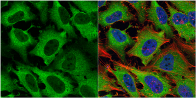 Anti-eRF1 antibody used in Immunocytochemistry/ Immunofluorescence (ICC/IF). GTX108271