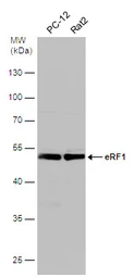 Anti-eRF1 antibody used in Western Blot (WB). GTX108271