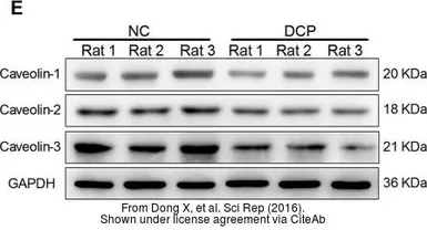 Anti-Caveolin 2 antibody used in Western Blot (WB). GTX108294