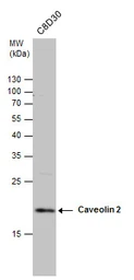 Anti-Caveolin 2 antibody used in Western Blot (WB). GTX108294