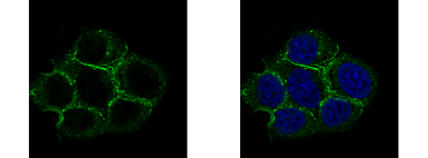 Anti-Caveolin 2 antibody used in Immunocytochemistry/ Immunofluorescence (ICC/IF). GTX108294