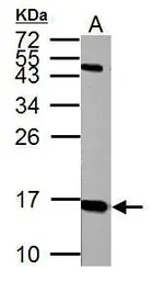 Anti-Histone H2A.X antibody [N1N2], N-term used in Western Blot (WB). GTX108297