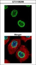 Anti-Histone H2A.Z antibody used in Immunocytochemistry/ Immunofluorescence (ICC/IF). GTX108298