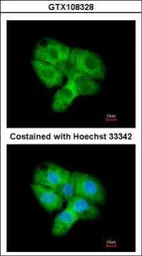 Anti-CDK5 antibody [C2C3], C-term used in Immunocytochemistry/ Immunofluorescence (ICC/IF). GTX108328