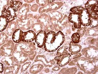 Anti-Inhibin beta B antibody [C3], C-term used in IHC (Paraffin sections) (IHC-P). GTX108408