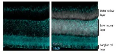 Anti-Inhibin beta B antibody [C3], C-term used in IHC (Frozen sections) (IHC-Fr). GTX108408