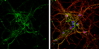 Anti-BMP9 antibody [C3], C-term used in Immunocytochemistry/ Immunofluorescence (ICC/IF). GTX108417