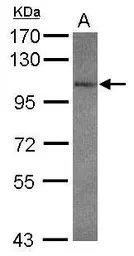 Anti-GRIK3 antibody [C3], C-term used in Western Blot (WB). GTX108489