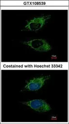 Anti-SIGLEC8 antibody [C3], C-term used in Immunocytochemistry/ Immunofluorescence (ICC/IF). GTX108539