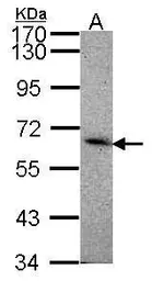 Anti-SIGLEC8 antibody [C3], C-term used in Western Blot (WB). GTX108539