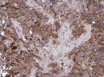 Anti-Cytochrome C antibody used in IHC (Paraffin sections) (IHC-P). GTX108585