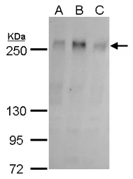 Anti-ZO-1 antibody [C3], C-term used in Western Blot (WB). GTX108587