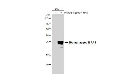 Anti-N-RAS antibody used in Western Blot (WB). GTX108598