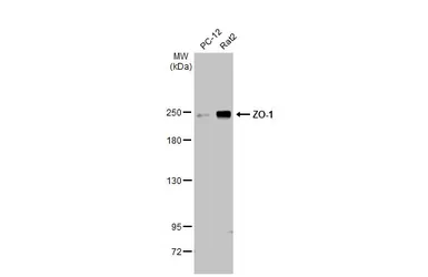 Anti-ZO-1 antibody [N1N2], N-term used in Western Blot (WB). GTX108613