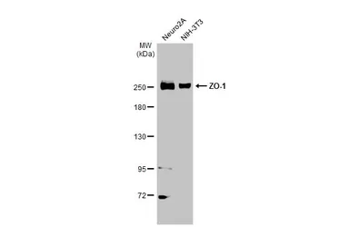 Anti-ZO-1 antibody [N1N2], N-term used in Western Blot (WB). GTX108613