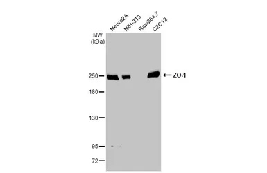 Anti-ZO-1 antibody [N1N2], N-term used in Western Blot (WB). GTX108613