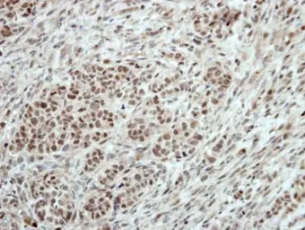 Anti-TBX21 antibody [N1C2] used in IHC (Paraffin sections) (IHC-P). GTX108701