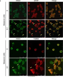 Anti-GFAP antibody used in Immunocytochemistry/ Immunofluorescence (ICC/IF). GTX108711