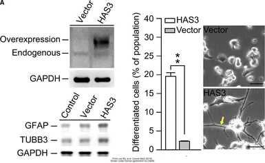 Anti-GFAP antibody used in Western Blot (WB). GTX108711