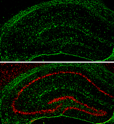 Anti-GFAP antibody used in IHC (Frozen sections) (IHC-Fr). GTX108711