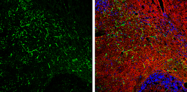 Anti-GFAP antibody used in IHC (Frozen sections) (IHC-Fr). GTX108711