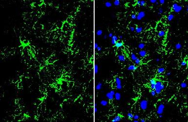 Anti-GFAP antibody used in IHC (Frozen sections) (IHC-Fr). GTX108711