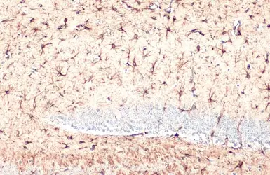 Anti-GFAP antibody used in IHC (Paraffin sections) (IHC-P). GTX108711