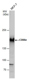 Anti-CD66e antibody used in Western Blot (WB). GTX108732