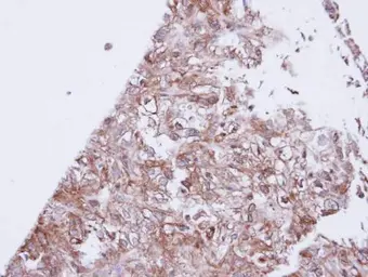 Anti-GIRK1 antibody [N3C3] used in IHC (Paraffin sections) (IHC-P). GTX108745