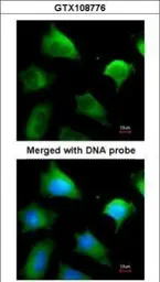 Anti-GSTM5 antibody used in Immunocytochemistry/ Immunofluorescence (ICC/IF). GTX108776