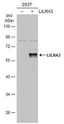 Anti-LILRA3 antibody [N2C2], Internal used in Western Blot (WB). GTX108819