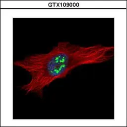 Anti-DKC1 antibody used in Immunocytochemistry/ Immunofluorescence (ICC/IF). GTX109000