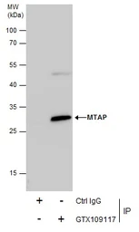 Anti-MTAP antibody [N1C3] used in Immunoprecipitation (IP). GTX109117